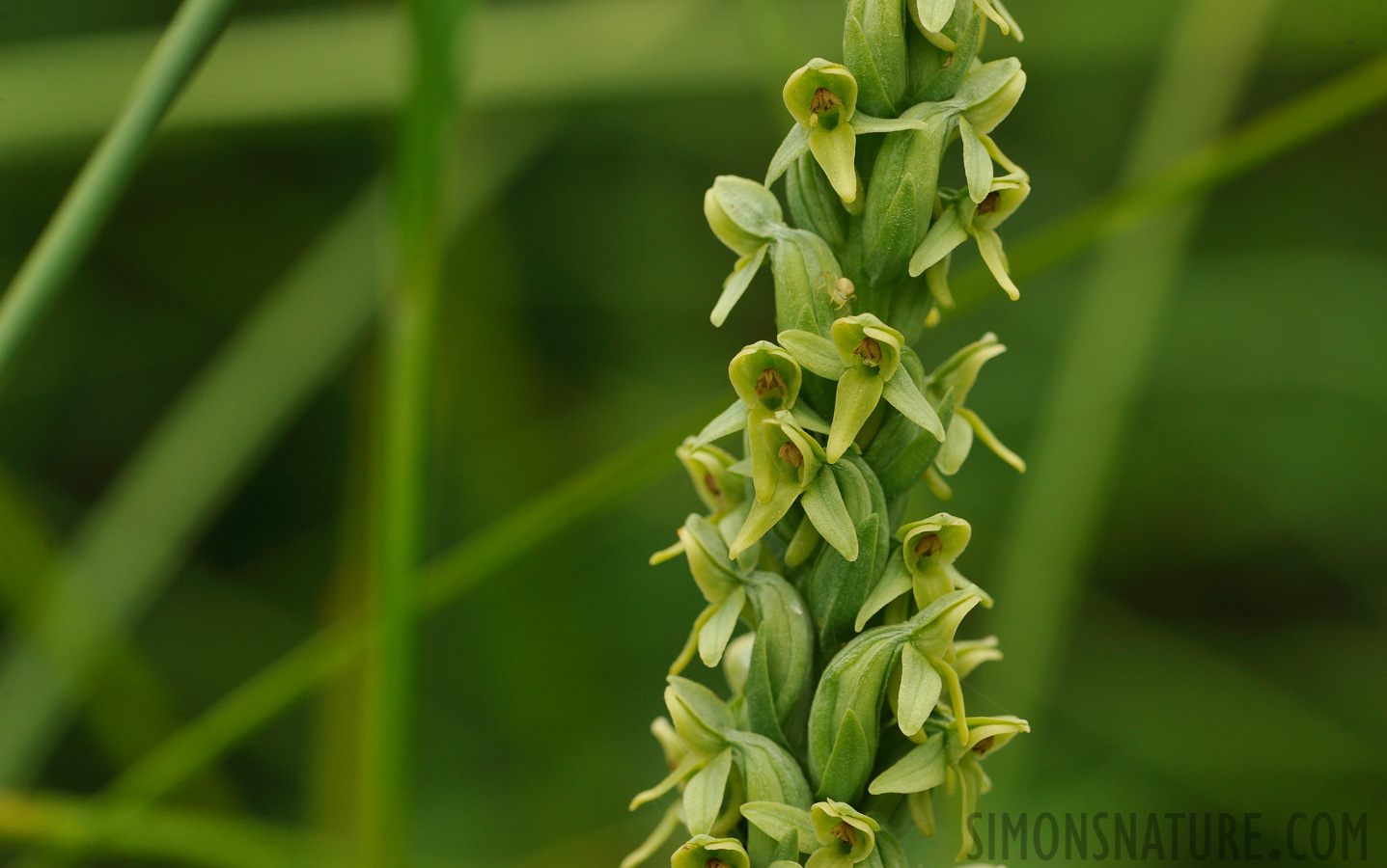 Platanthera huronensis [105 mm, 1/400 Sek. bei f / 10, ISO 800]